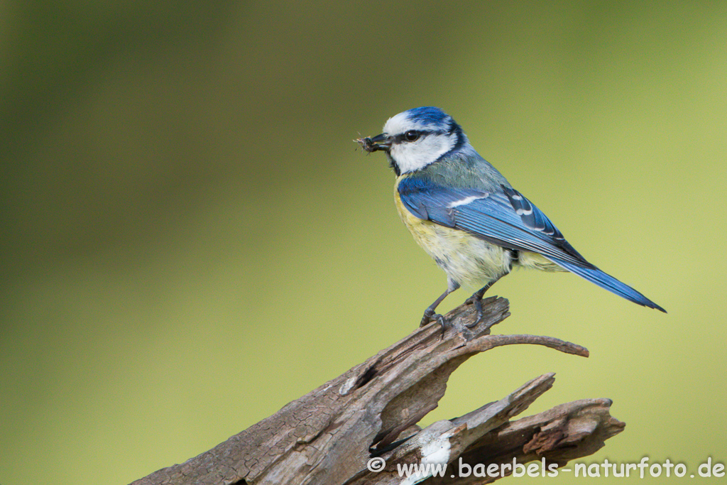 Blaumeise