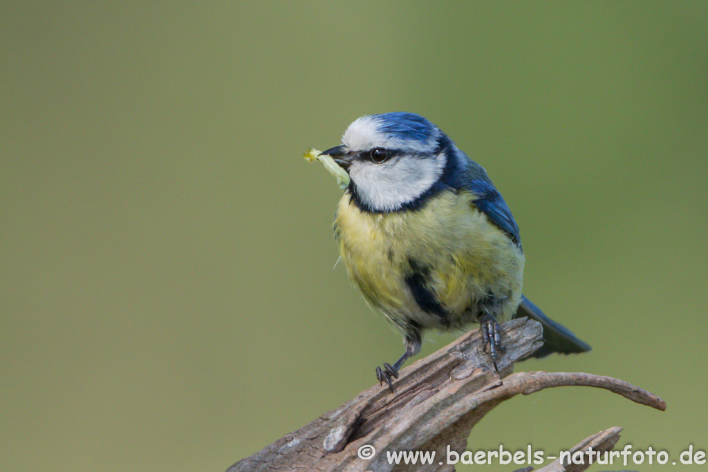 Blaumeise