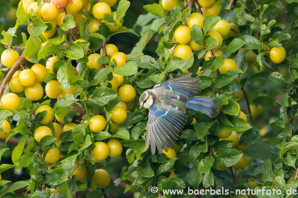 Blaumeise