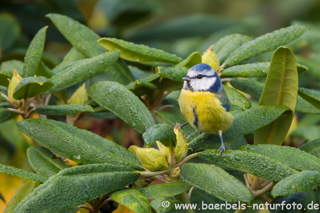 Blaumeise