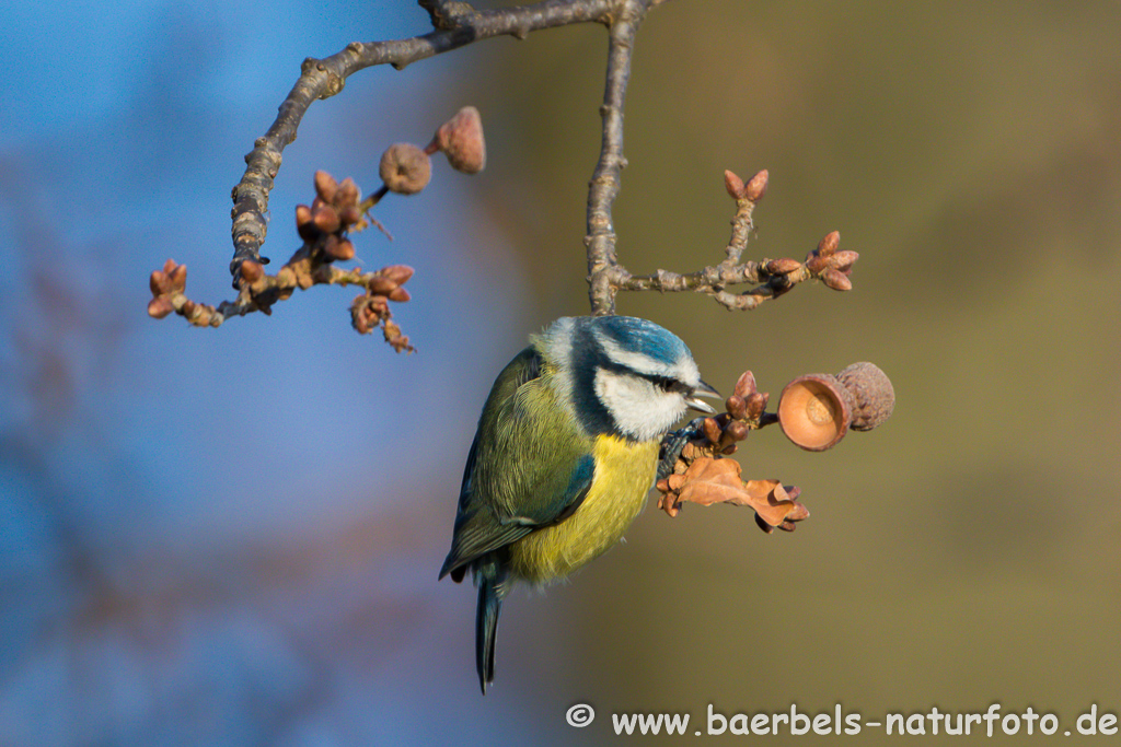 Blaumeise