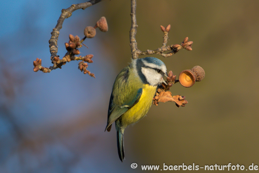 Blaumeise