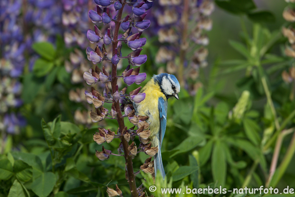 Blaumeise