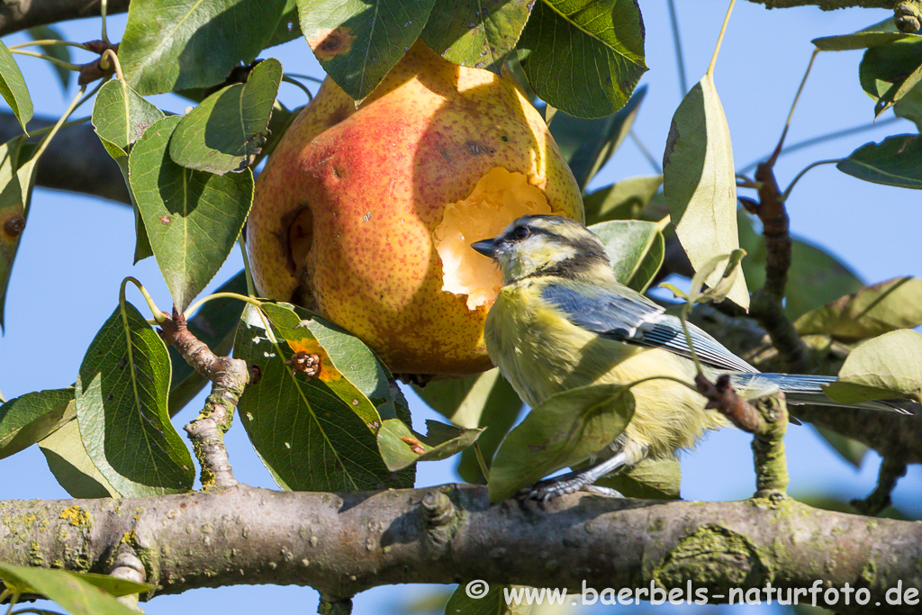 Blaumeise