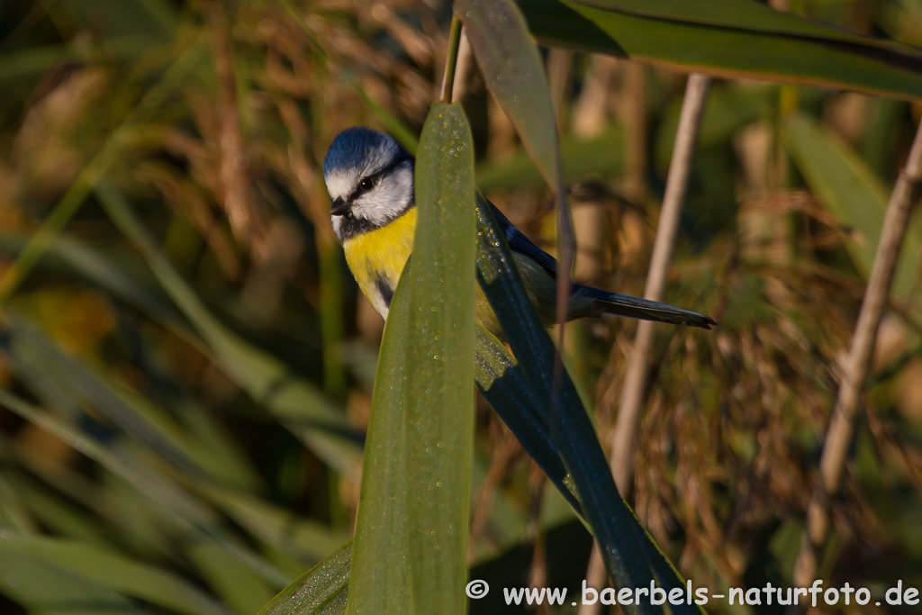 Blaumeise