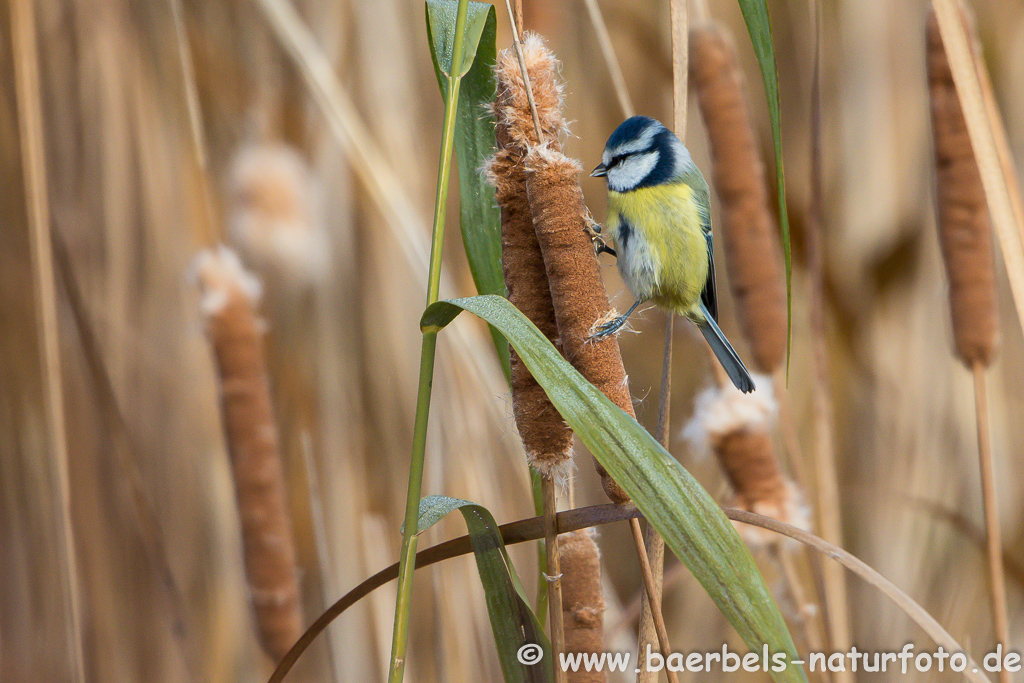 Blaumeise