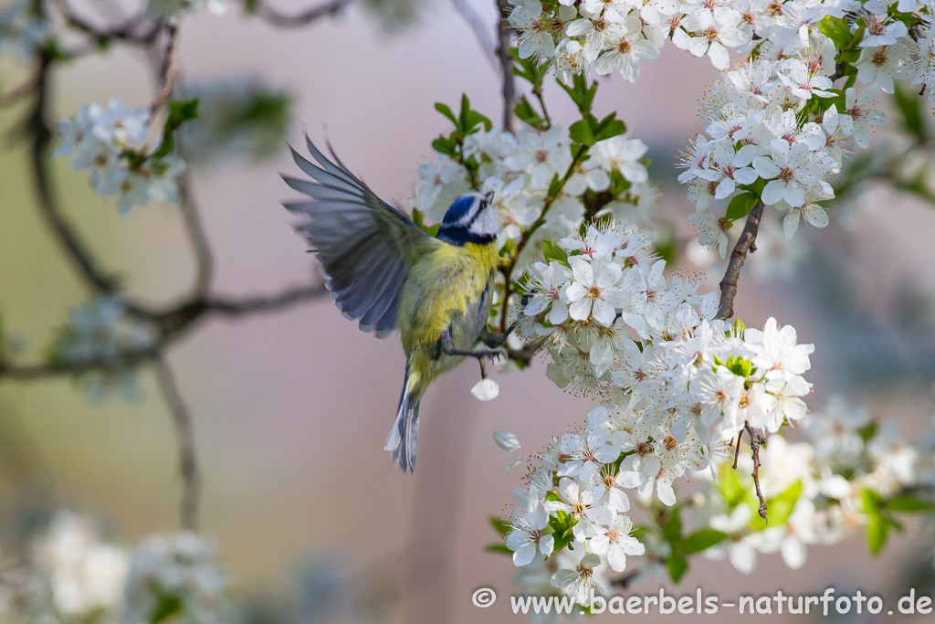 Blaumeise