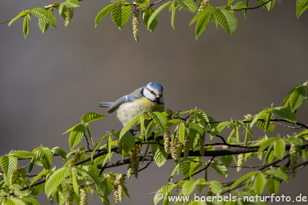 Blaumeise