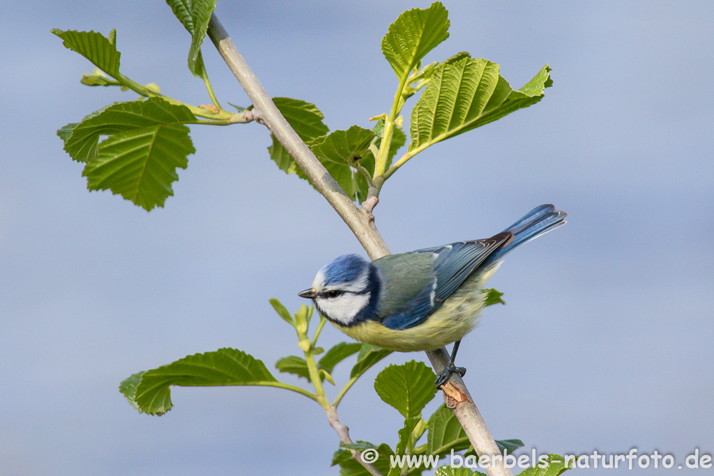 Blaumeise