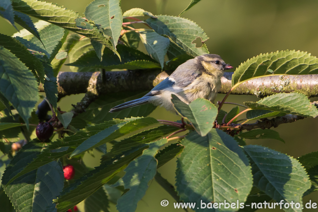 Blaumeise