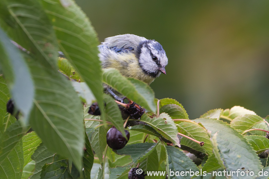 Blaumeise