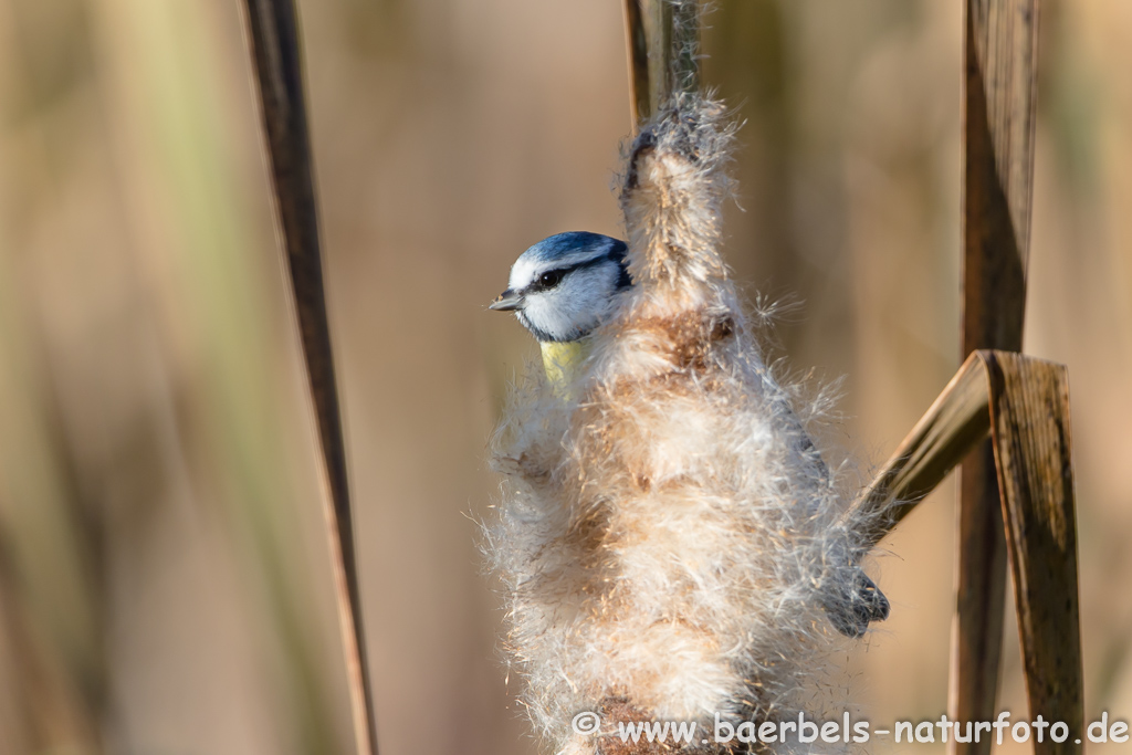 Blaumeise