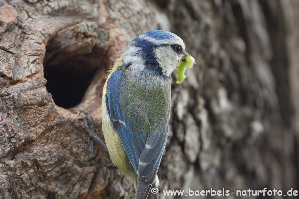 Blaumeise