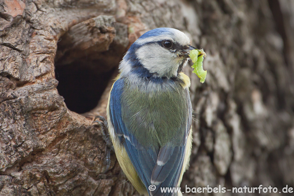 Blaumeise