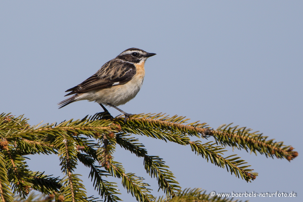 Braunkehlchen