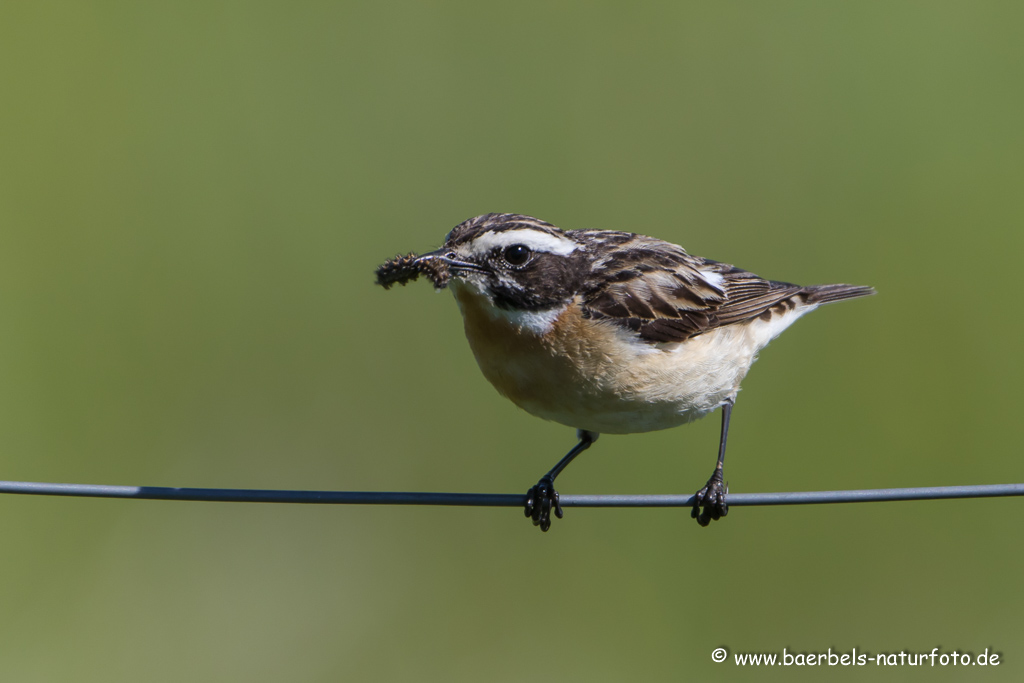 Braunkehlchen