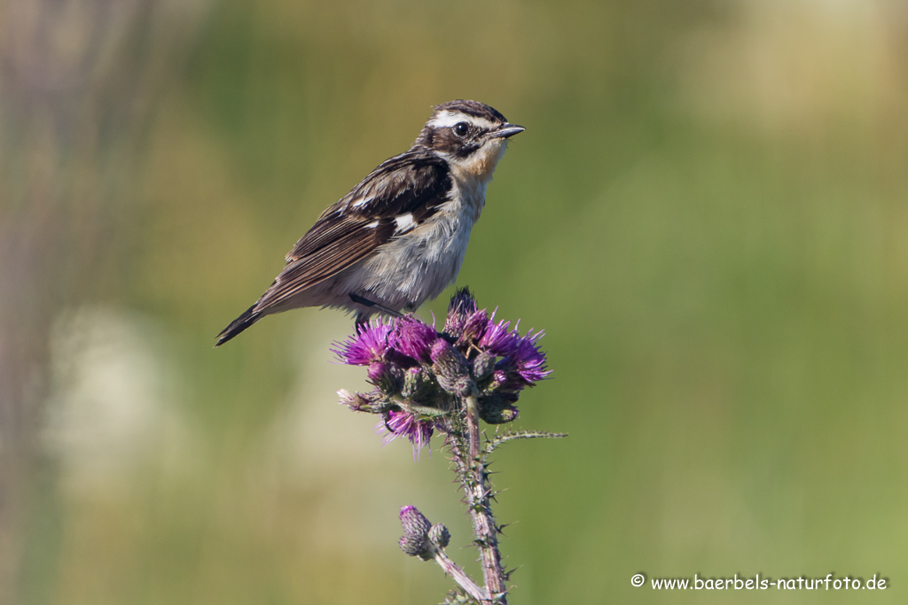 Braunkehlchen