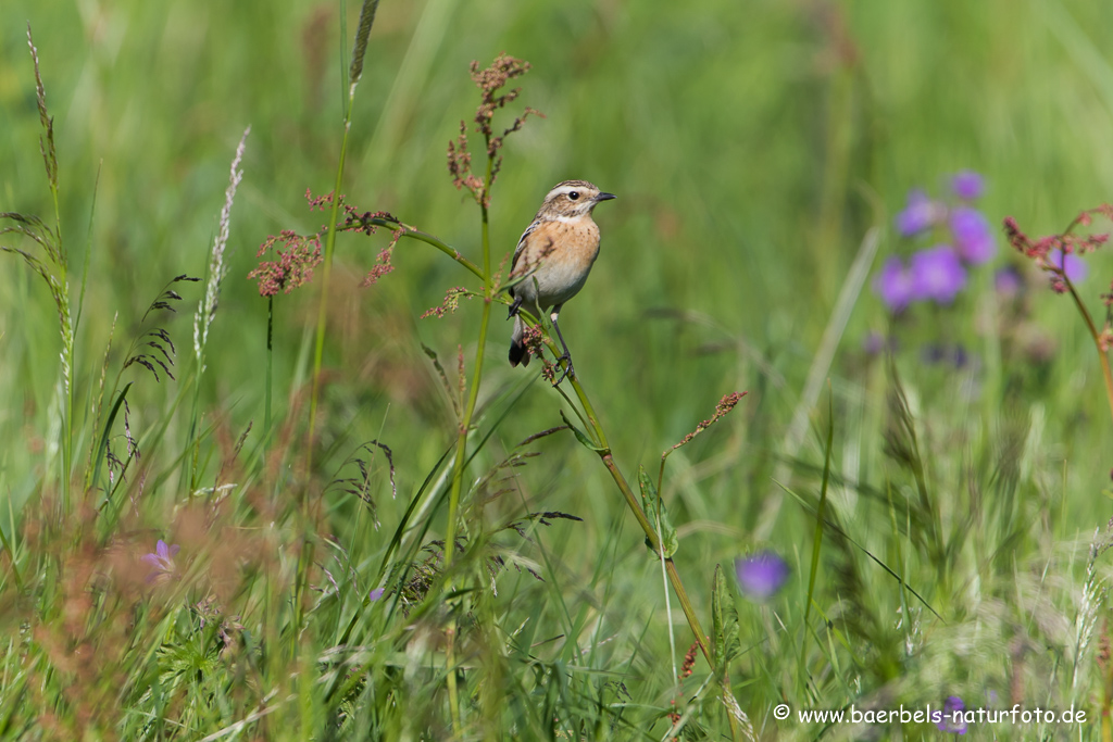 Braunkehlchen