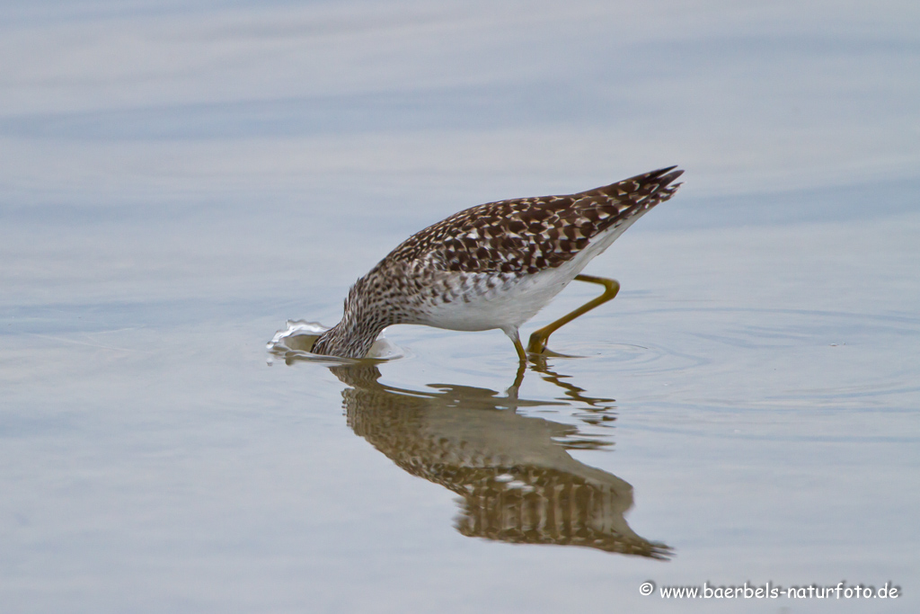 Bruchwasserläufer