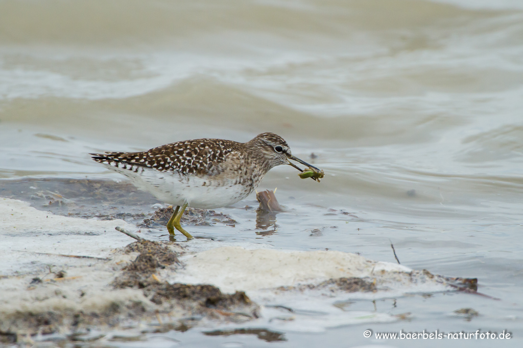 Bruchwasserläufer