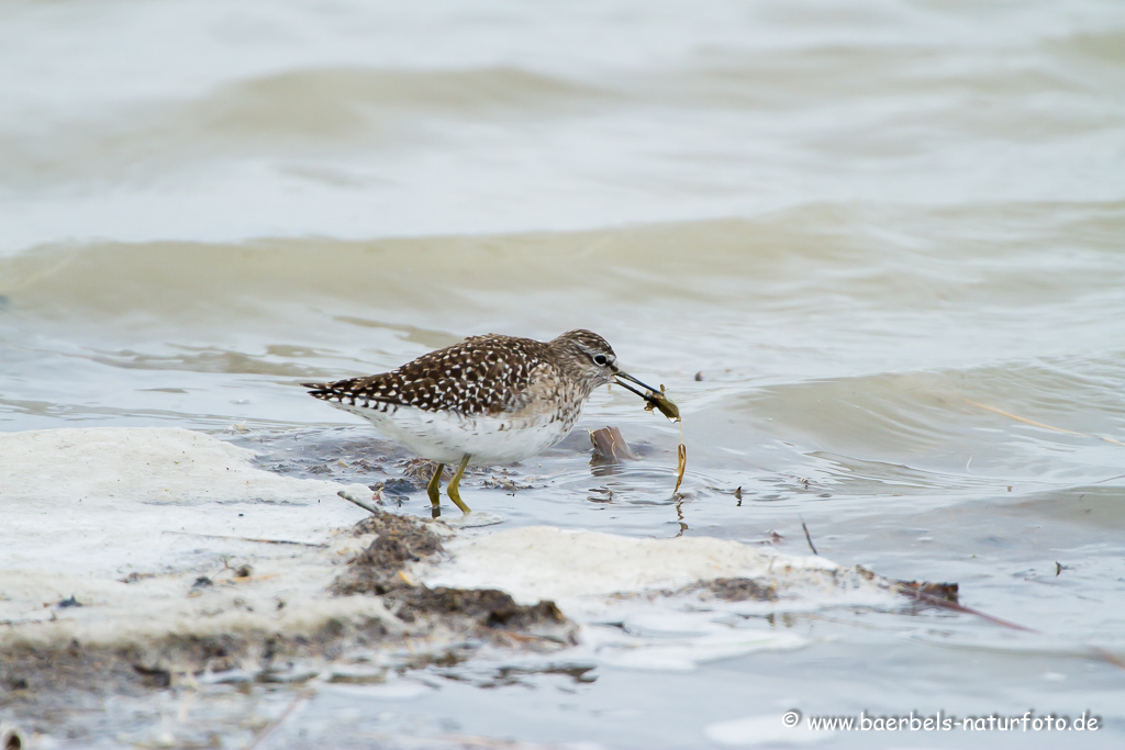 Bruchwasserläufer