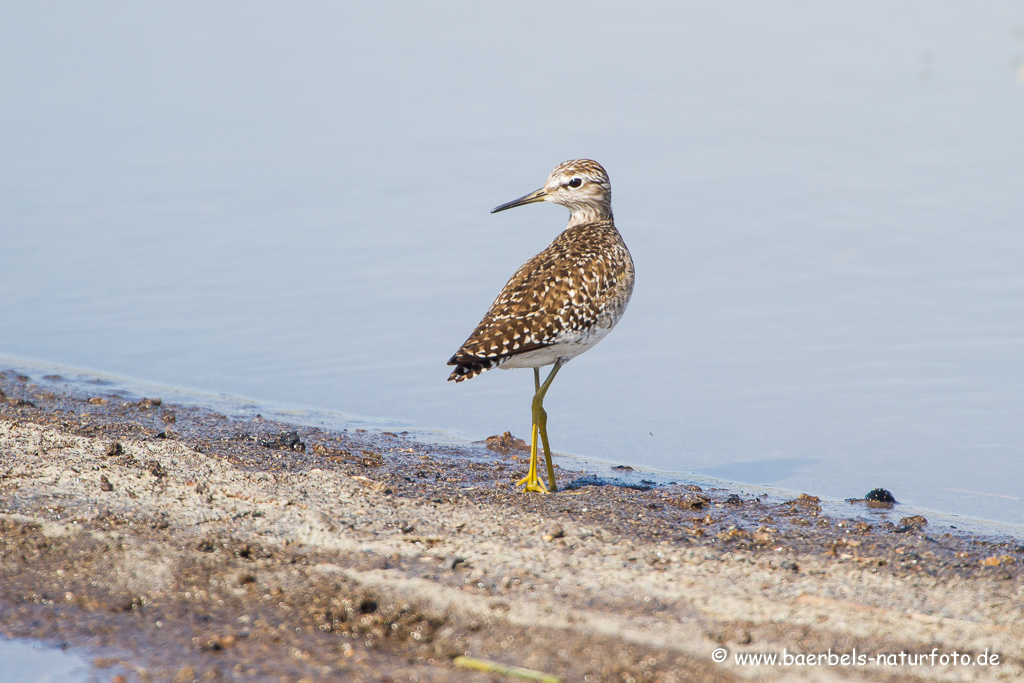 Bruchwasserläufer