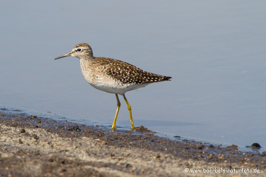 Bruchwasserläufer