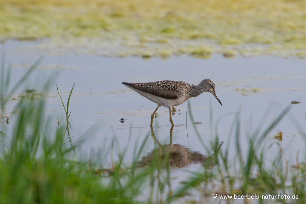 Bruchwasserläufer