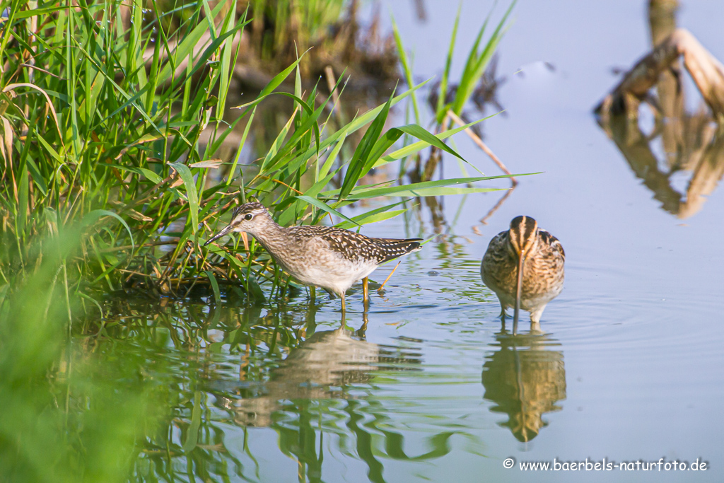 Bruchwasserläufer