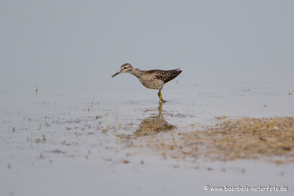 Bruchwasserläufer