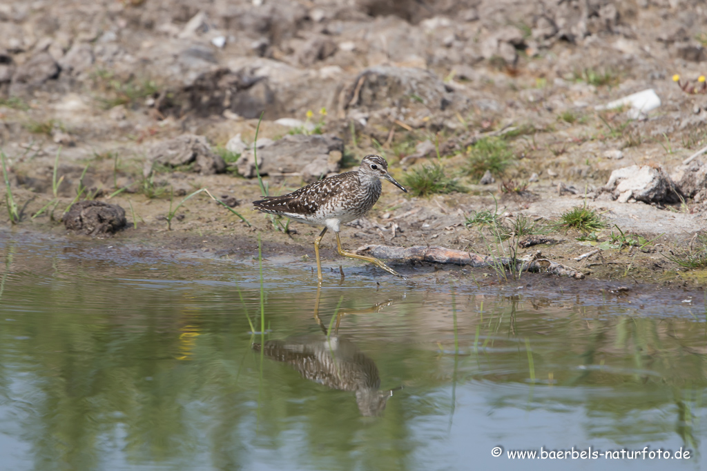 Bruchwasserläufer