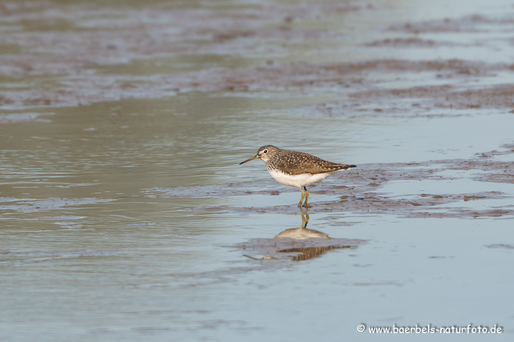 Bruchwasserläufer