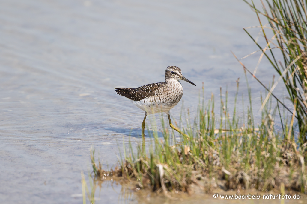 Bruchwasserläufer