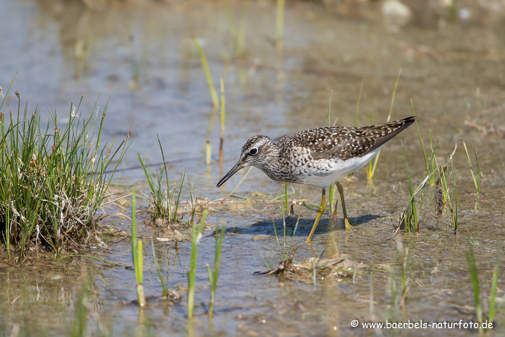 Bruchwasserläufer