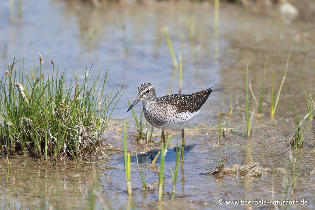 Bruchwasserläufer