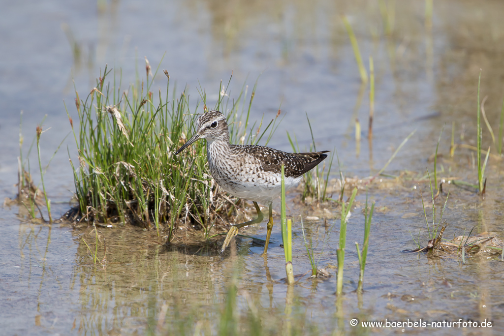 Bruchwasserläufer