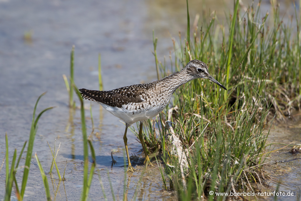 Bruchwasserläufer