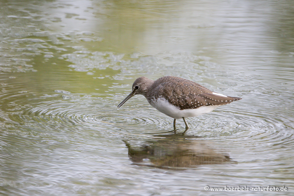 Bruchwasserläufer