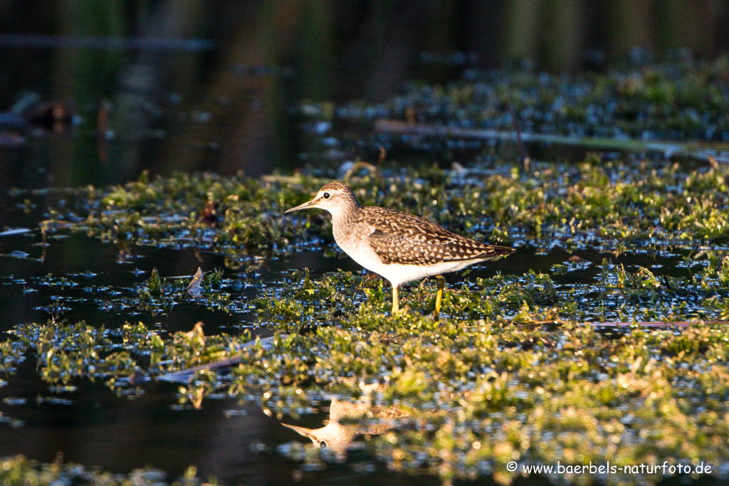 Bruchwasserläufer