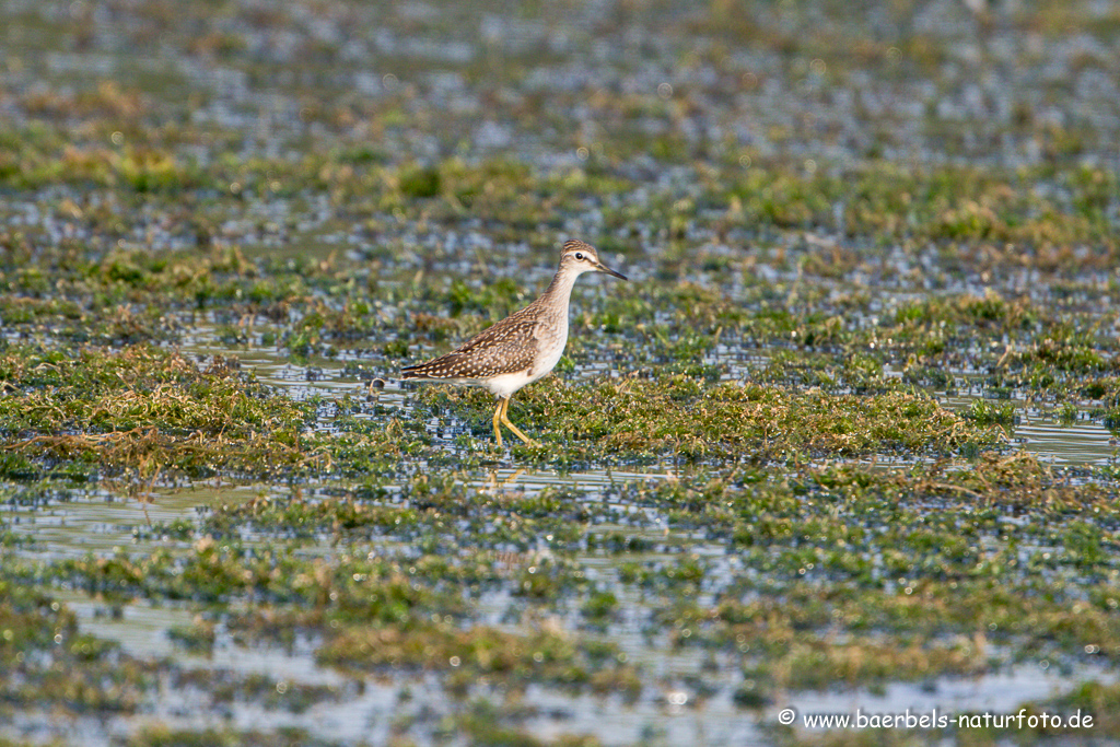 Bruchwasserläufer