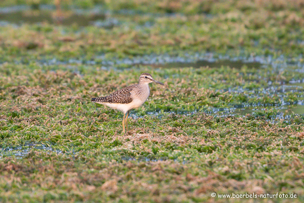 Bruchwasserläufer