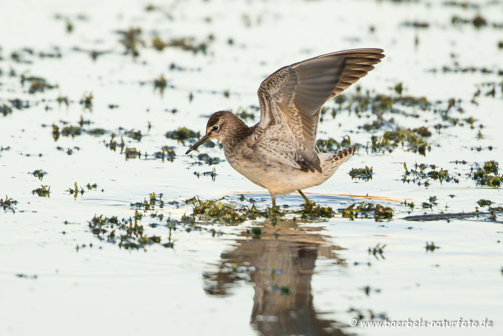 Bruchwasserläufer