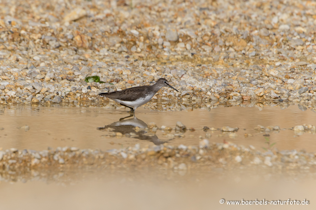 Bruchwasserläufer