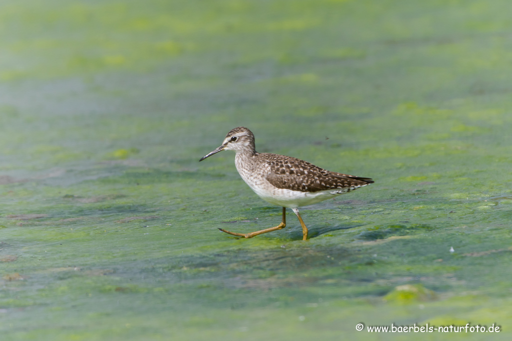 Bruchwasserläufer