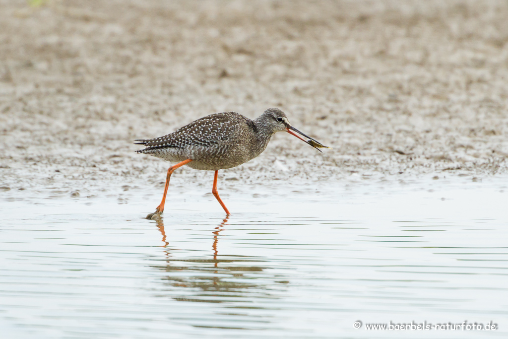 Dunkler Wasserläufer