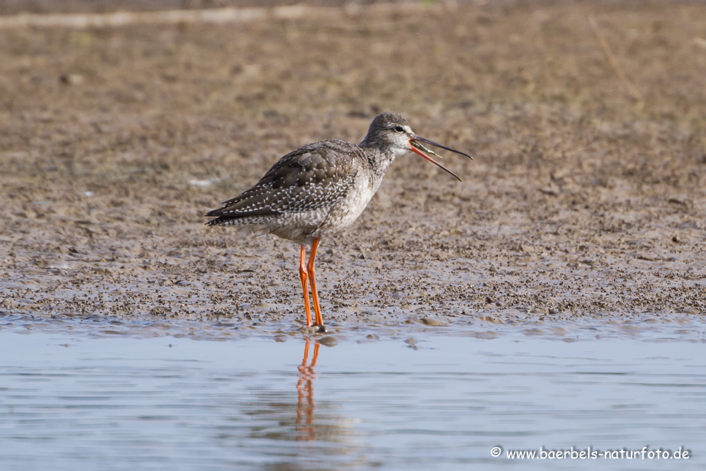 Dunkler Wasserläufer