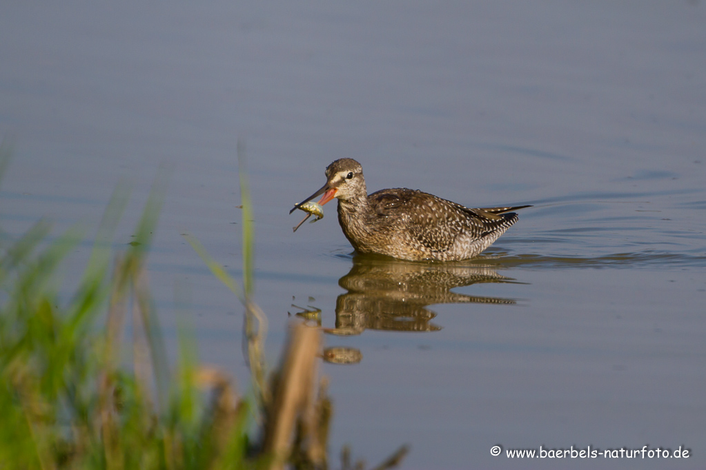 Dunkler Wasserläufer