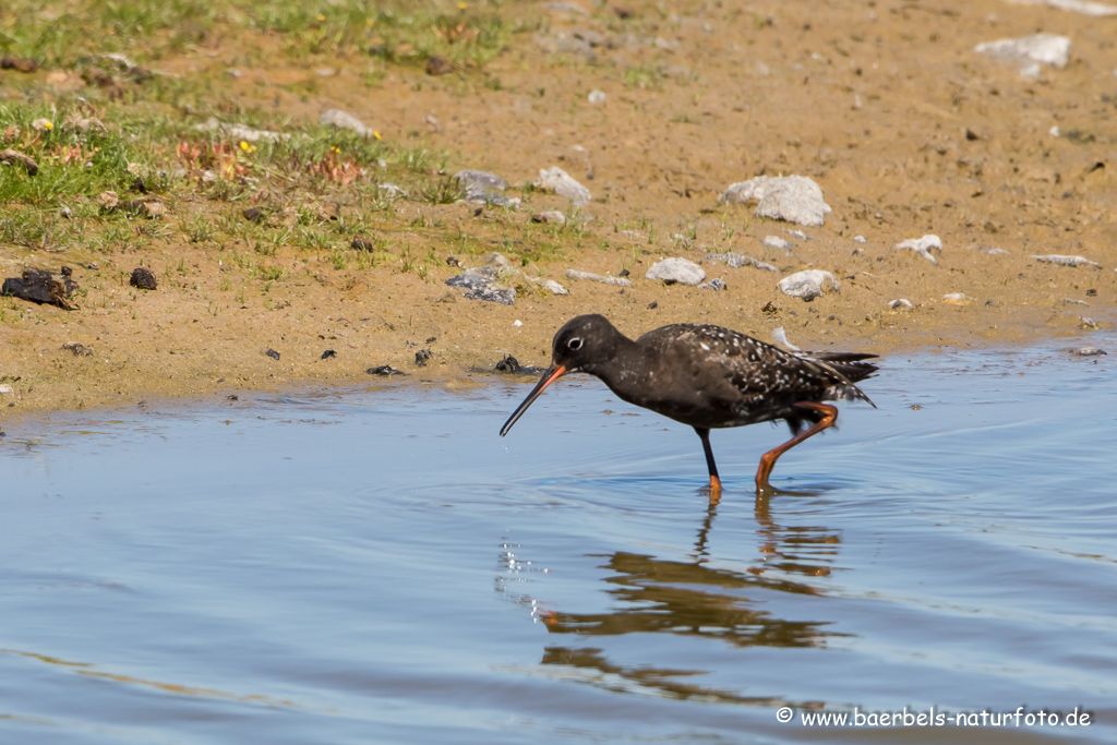 Dunkler Wasserläufer