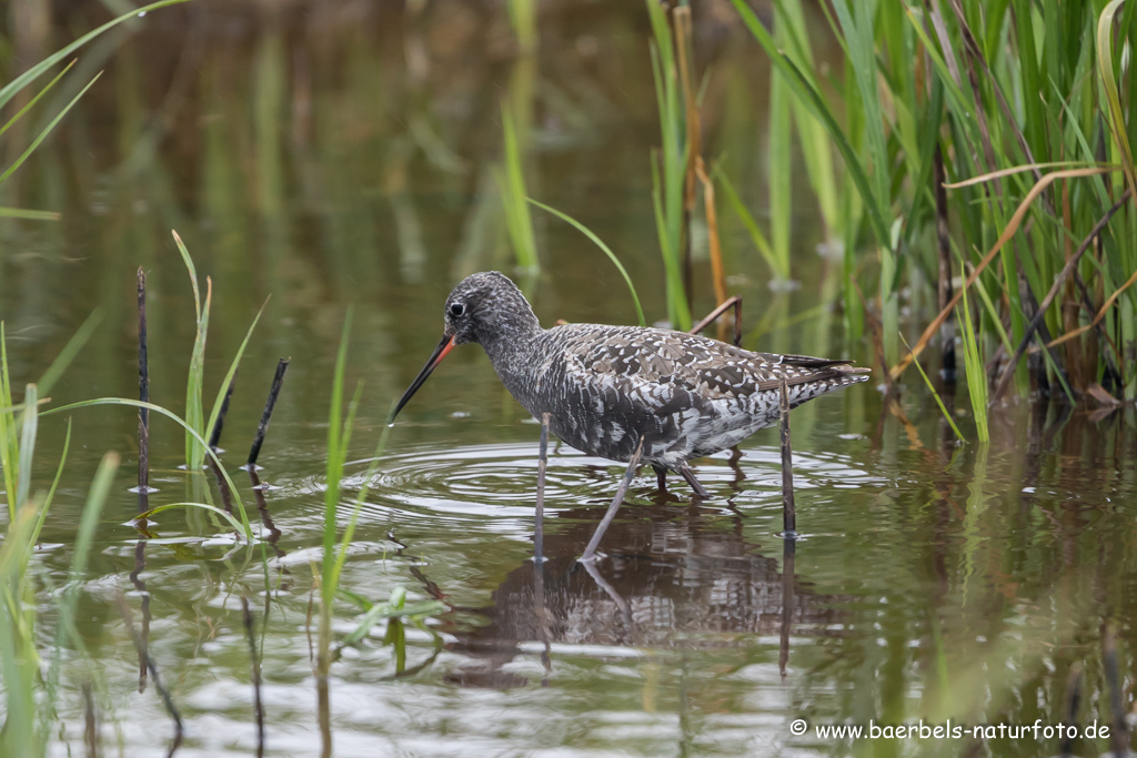 Dunkler Wasserläufer