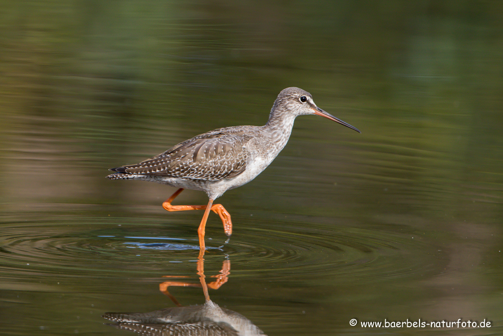 Dunkler Wasserläufer